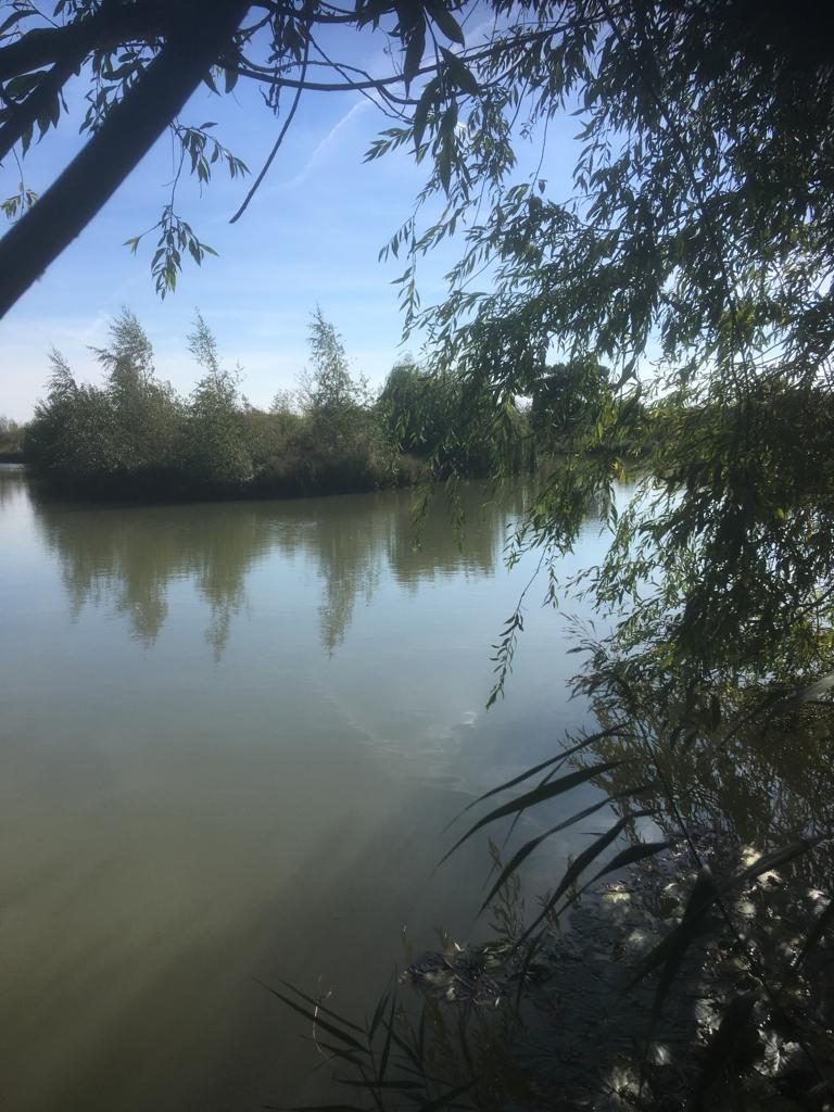 Alderwood Fishery water viewed through overhanging willow branches