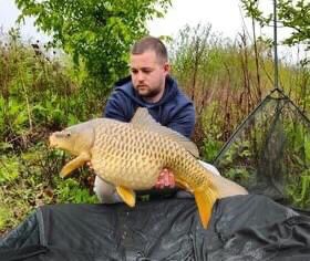 Angler holding a golden common carp above an unhooking mat at Alderwood Fishery